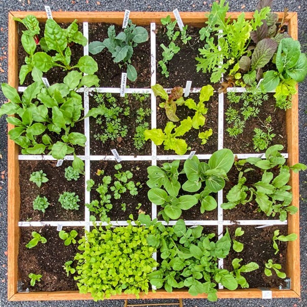 Een afbeelding van bovenaf gemaakt. In de afbeelding is een houten bak te zien, met 12 verschillende planten. Elke plant heeft een eigen hokje in de houten bak.